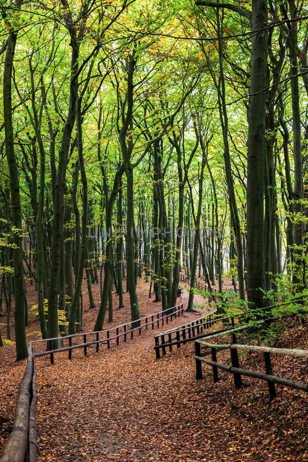 Alley in Wolin National Park. Miedzyzdroje, West Pomeranian, Poland.