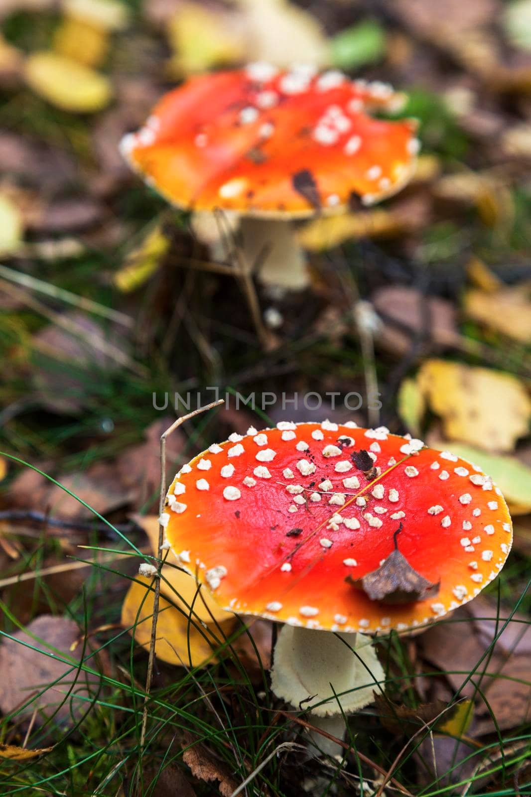 Amanita muscaria seen in Wolin National Park. Miedzyzdroje, West Pomeranian, Poland.