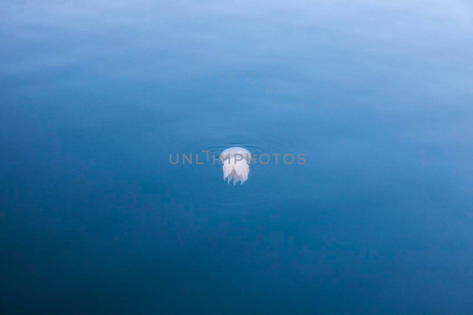 Jellyfish seen in Lisbon by benkrut