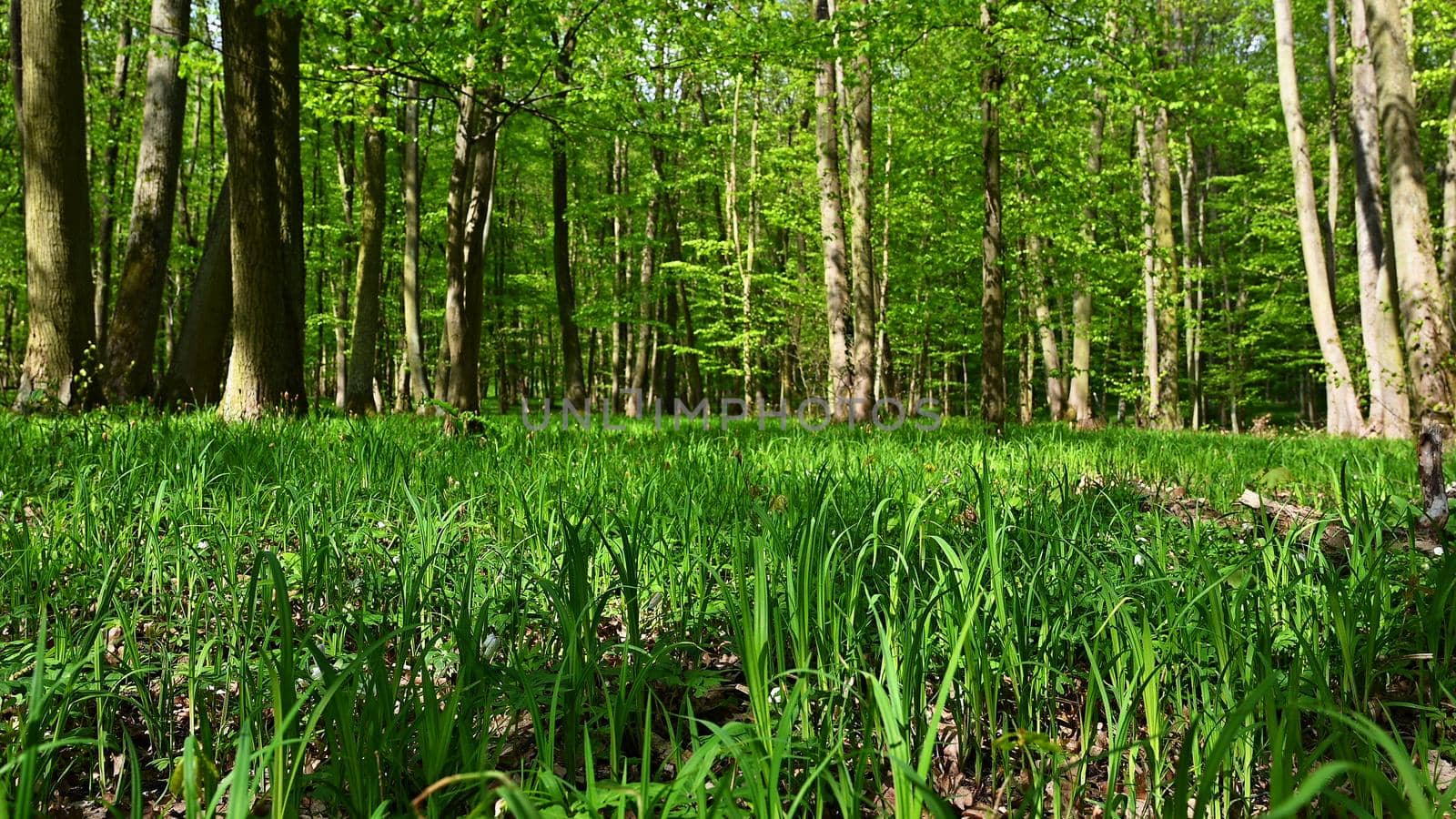 Trees in the forest Natural background for relaxation and recreation in nature. Springtime fresh green.  by Montypeter