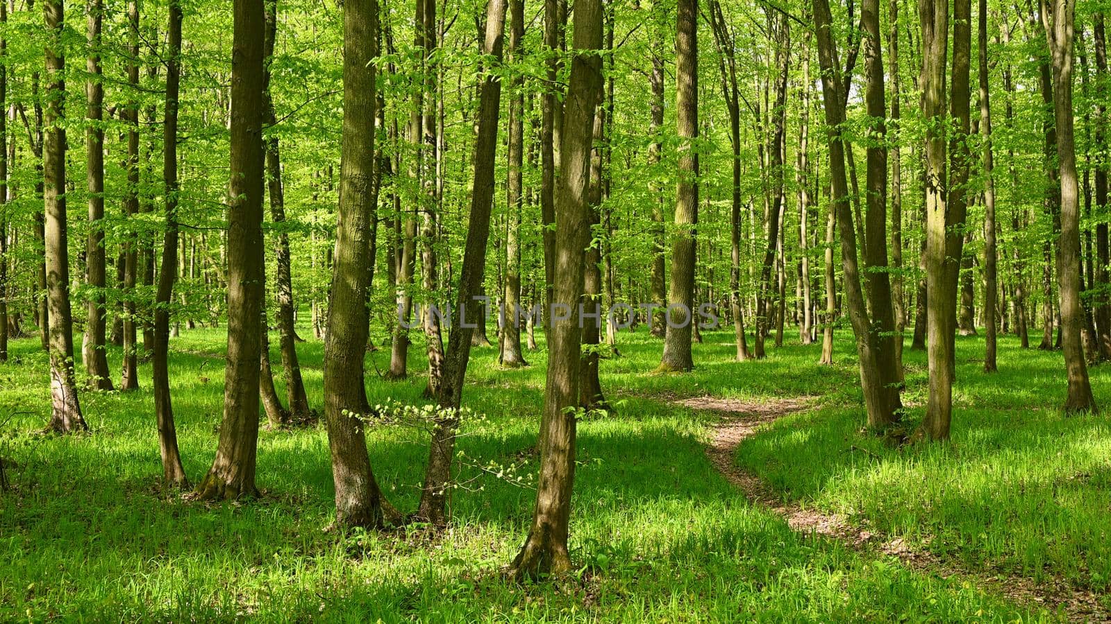 Trees in the forest Natural background for relaxation and recreation in nature. Springtime fresh green.  by Montypeter