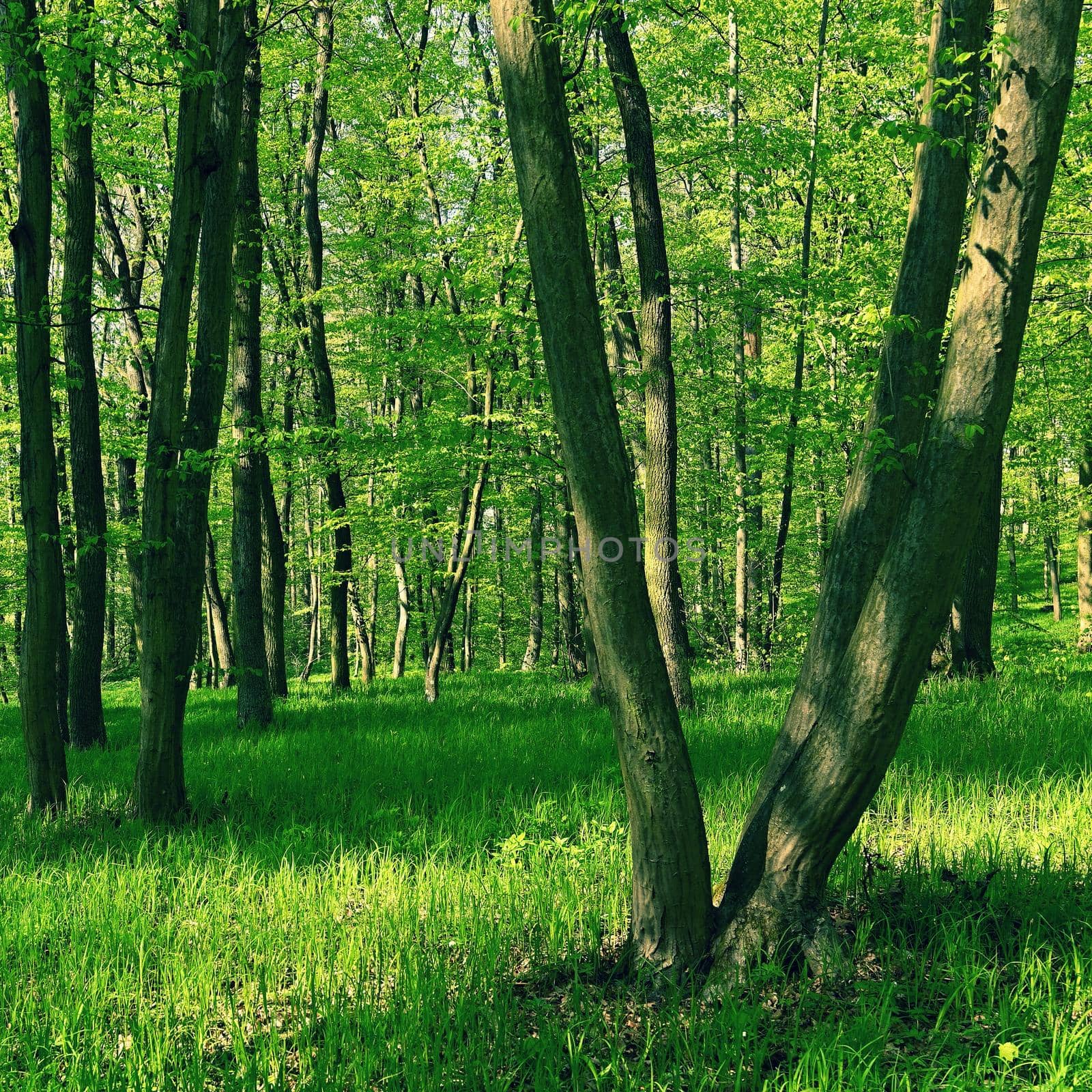 Trees in the forest Natural background for relaxation and recreation in nature. Springtime fresh green.  by Montypeter