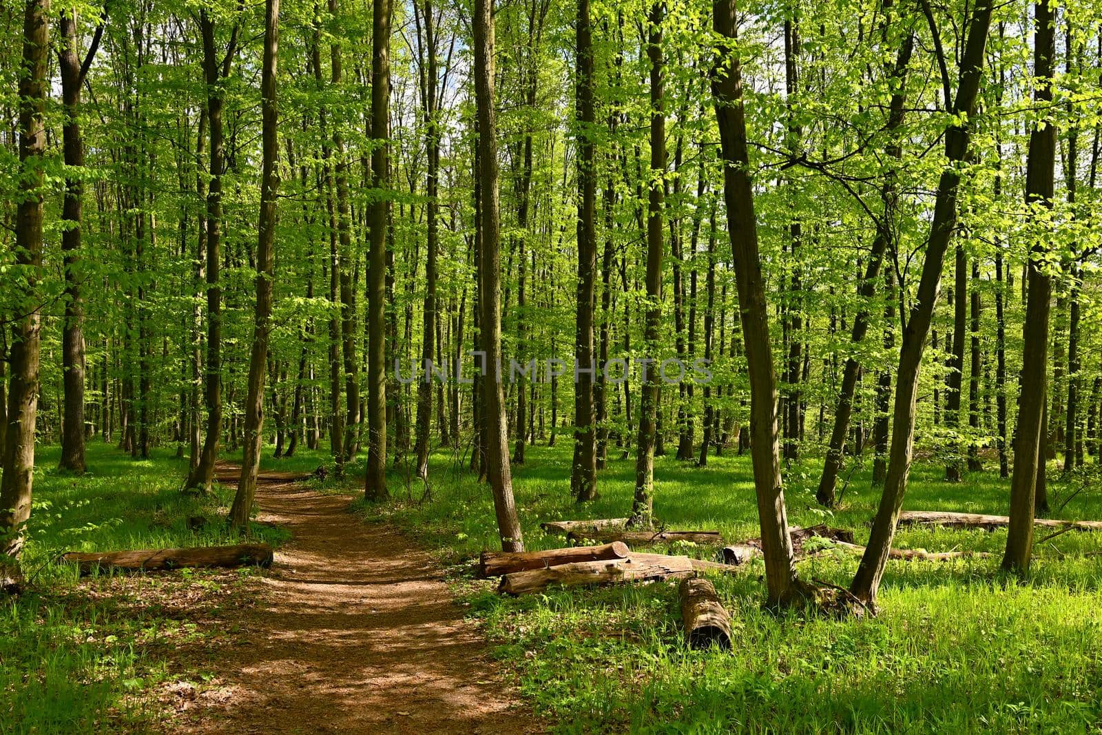 Trees in the forest Natural background for relaxation and recreation in nature. Springtime fresh green.  by Montypeter