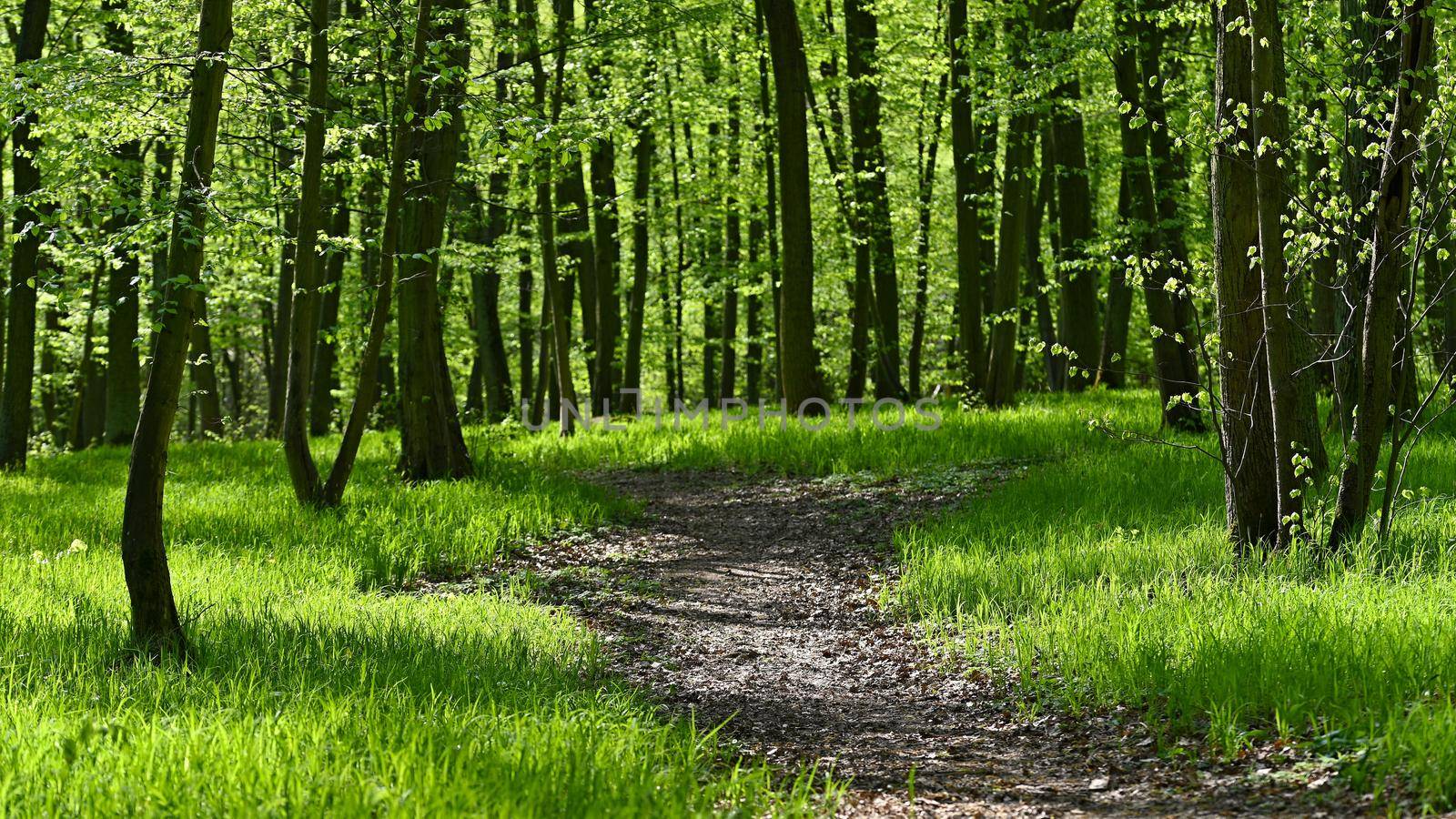 Beautiful green background with forest. Spring nature with trees. Colorful background. by Montypeter