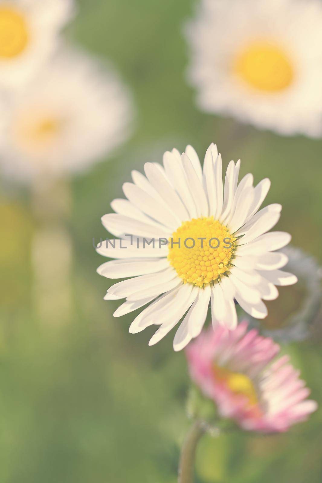 Spring flower - daisy. Macro shot of spring nature up close.