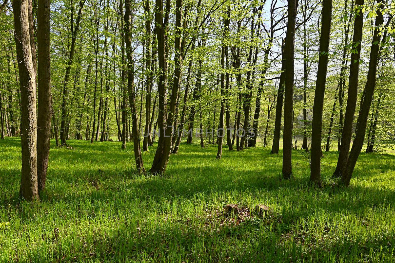 Beautiful green background with forest. Spring nature with trees. Colorful background. by Montypeter