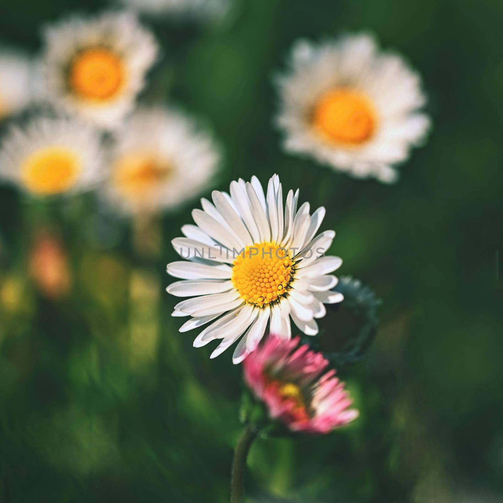 Spring flower - daisy. Macro shot of spring nature up close.