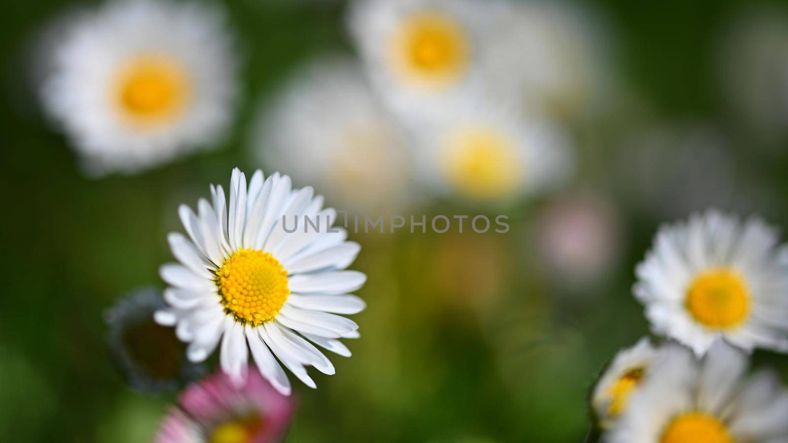 Spring flower - daisy. Macro shot of spring nature up close.