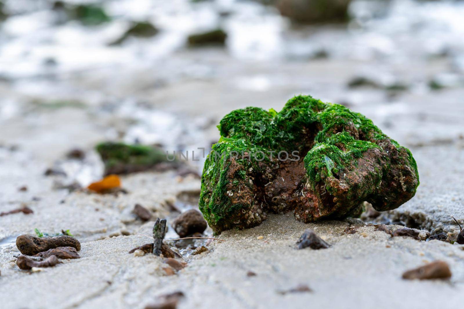 Beautiful green fresh seaweed algae on the stone isolated on a beach. Stone with seaweed on a beach