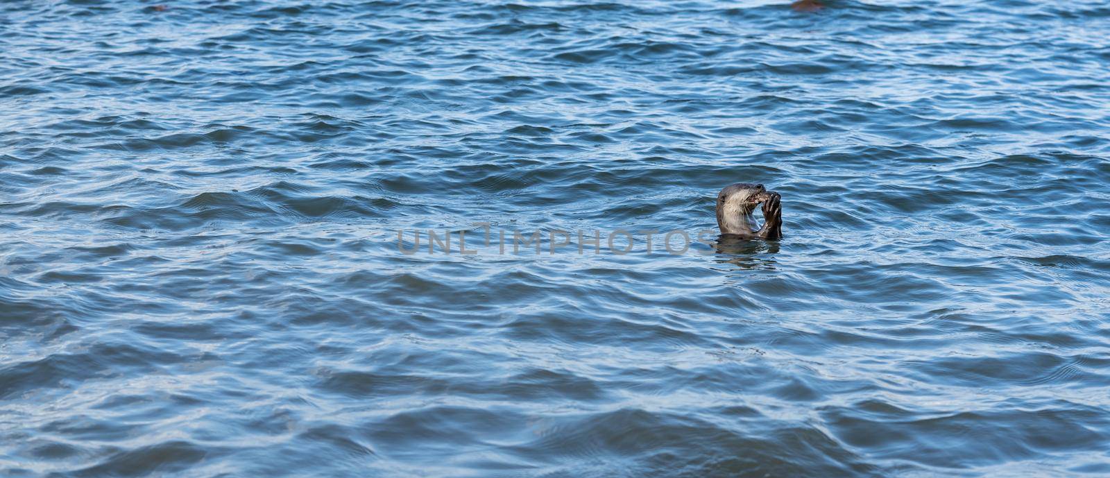 Smooth-coated Otter (Lutrogale perspicillata). carnivorous, aquatic, mammal. Swimming in river, eating fish. Singapore.