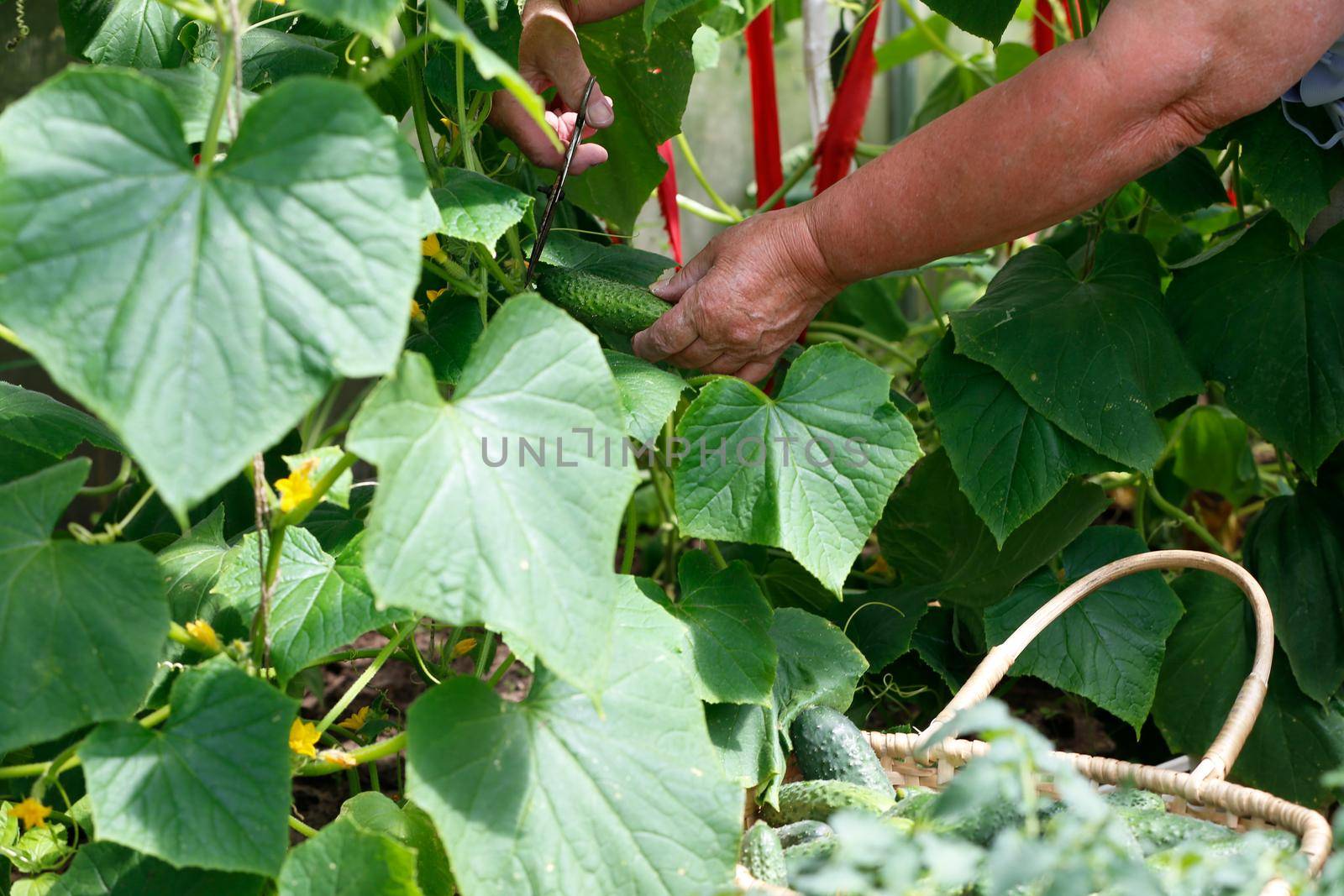 Hands cut cucumbers from the garden. Country work. Growing cucumbers.