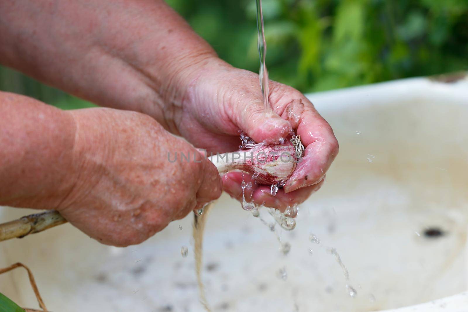 Elderly hands wash fresh garlic