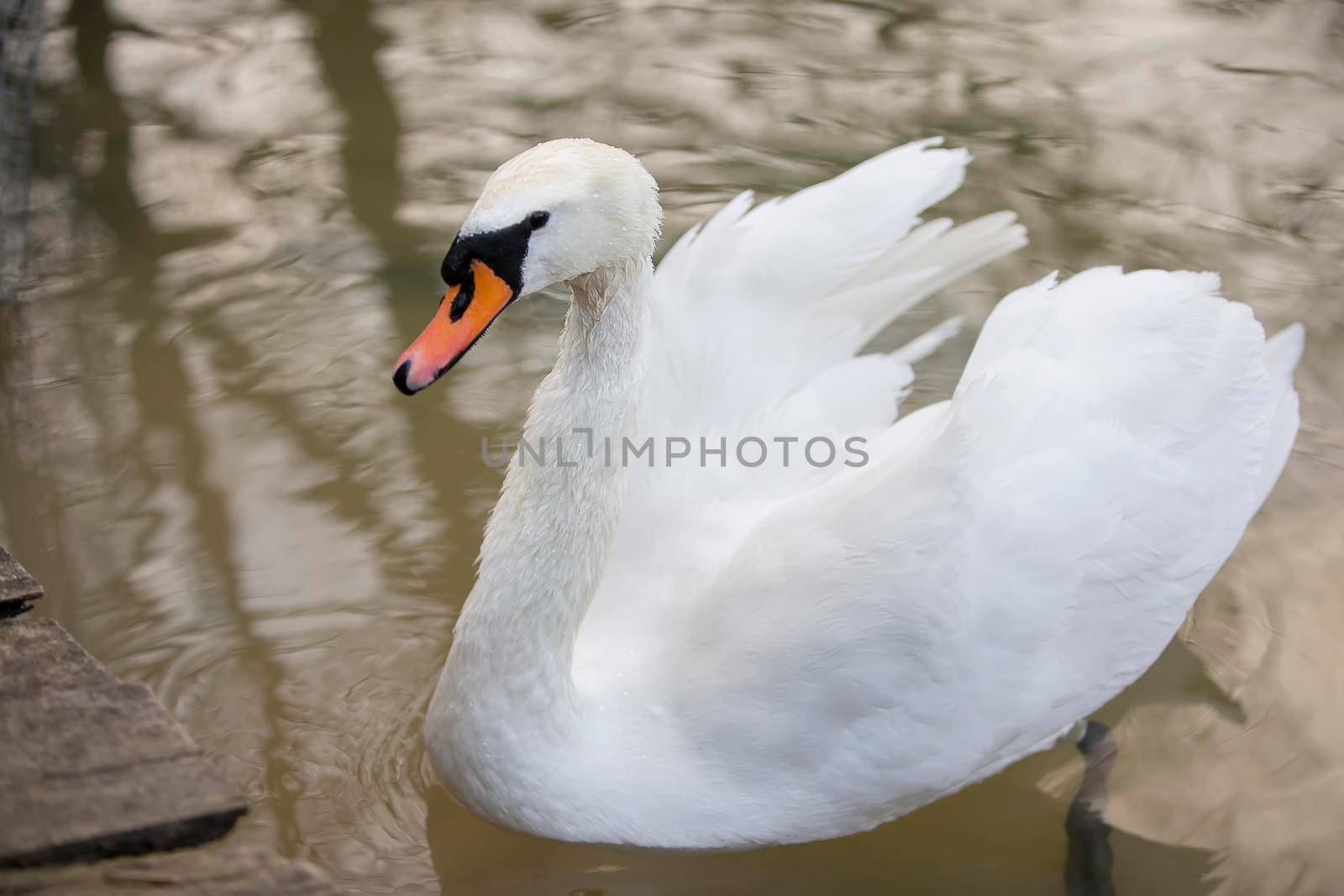 White swan in the wild. A beautiful swan swims in the lake.