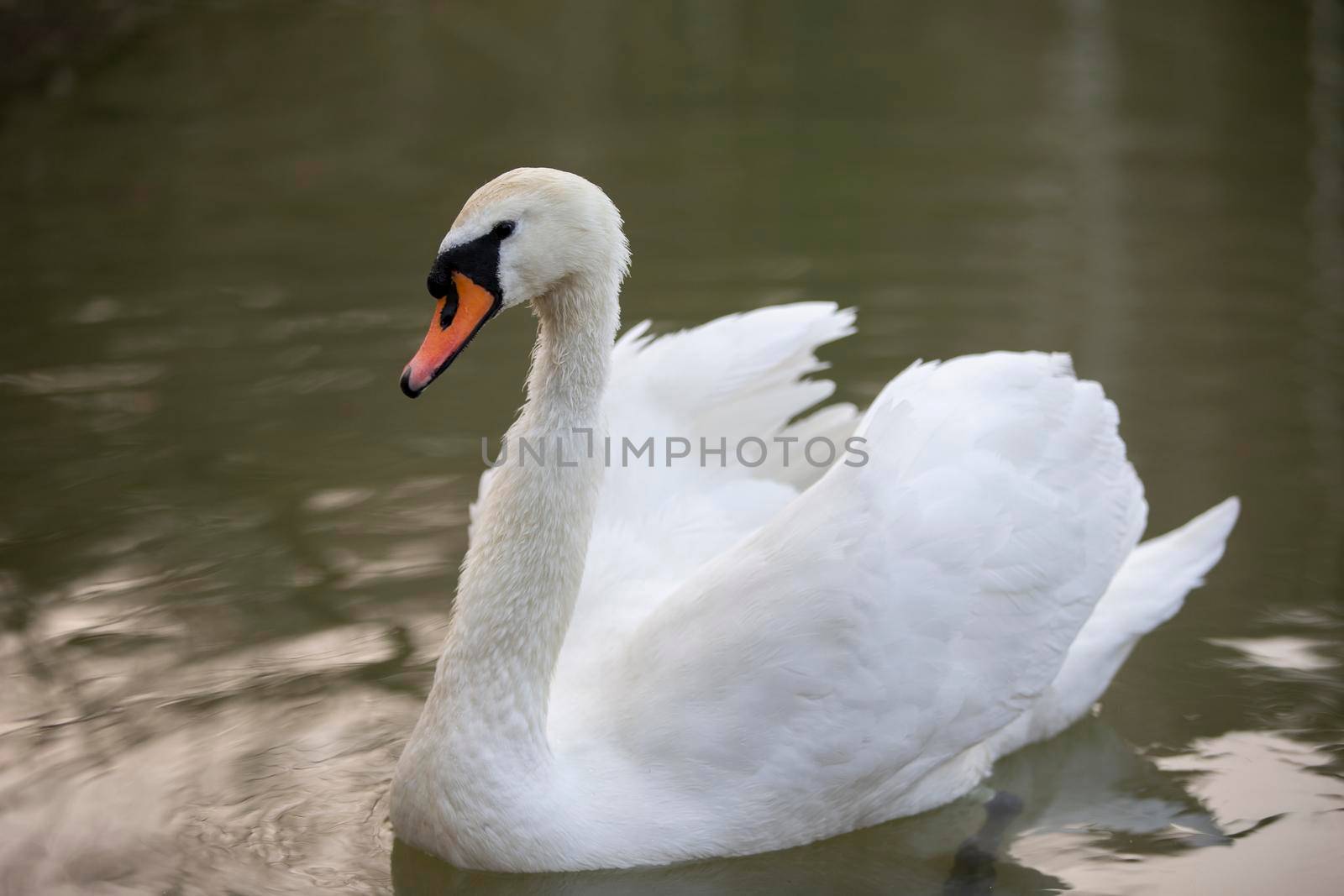 White swan in the wild. A beautiful swan swims in the lake.