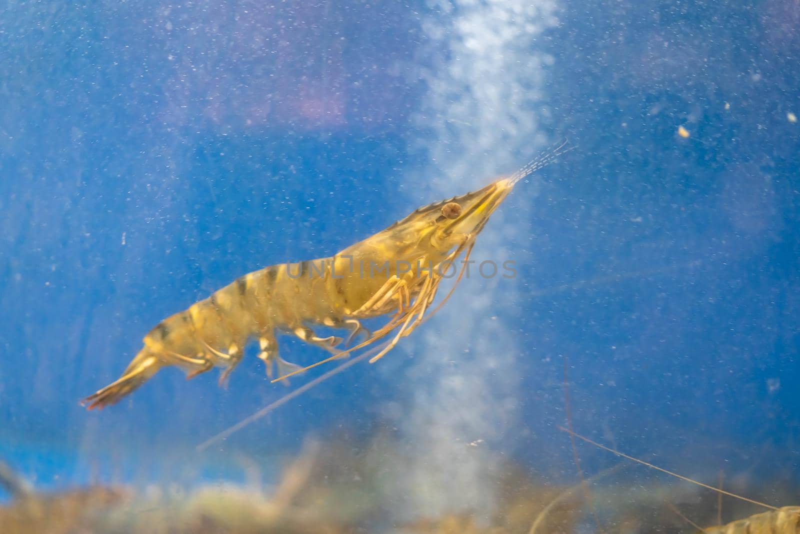 Close up alive river shrimps in fish tank ,aquarium fish at thai local market.