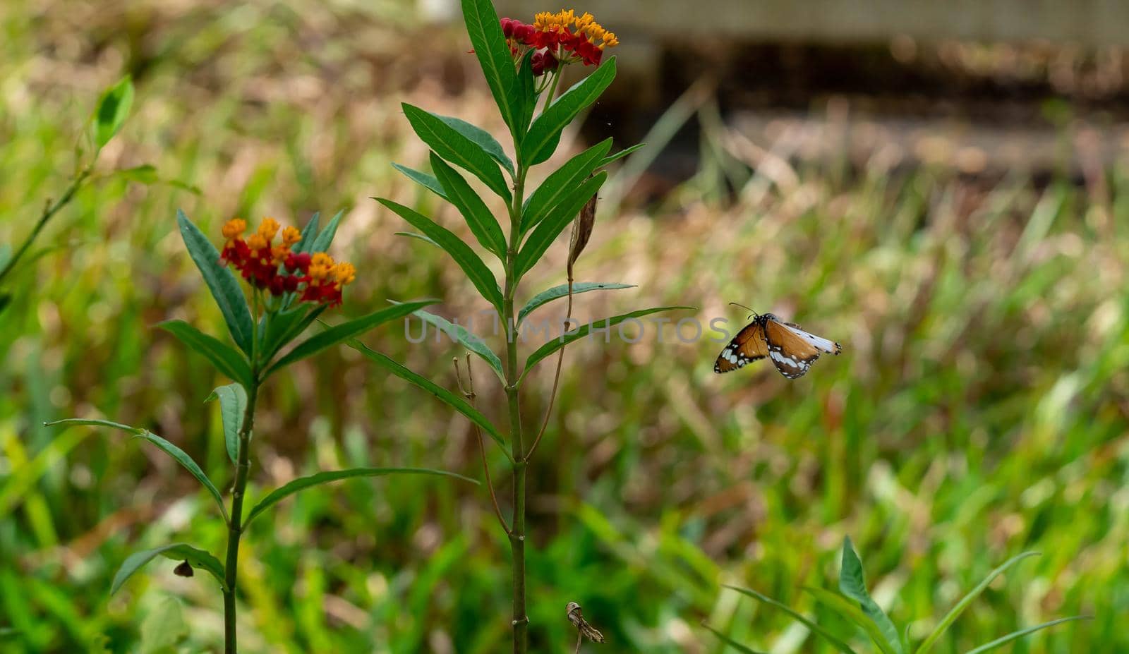 Flying Plain tiger or African monarch butterfly (Danaus chrysippus) in yellow and red flower habitat background. Beautiful Butterfly Portrait Backround