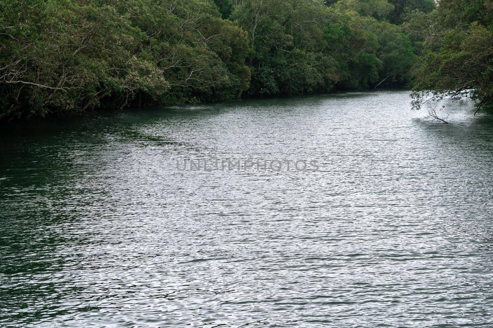 Green forest by the lake in reflection in the water beauty in nature