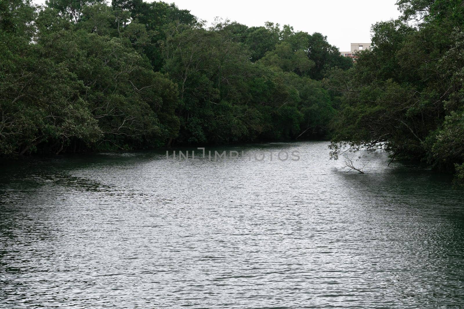 Green forest by the lake in reflection in the water beauty in nature