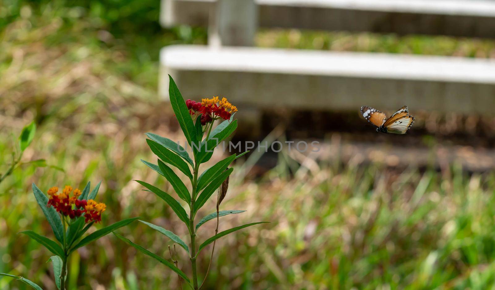 Blurry Flying Plain tiger or African monarch butterfly (Danaus chrysippus) in yellow and red flower habitat background. Beautiful Butterfly Portrait Backround