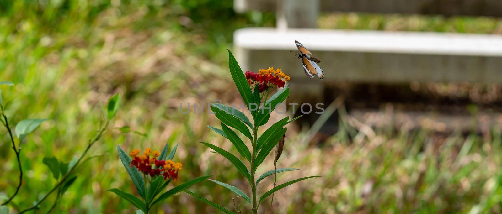 Blurry Flying Plain tiger or African monarch butterfly (Danaus chrysippus) in yellow and red flower habitat background. Beautiful Butterfly Portrait Backround