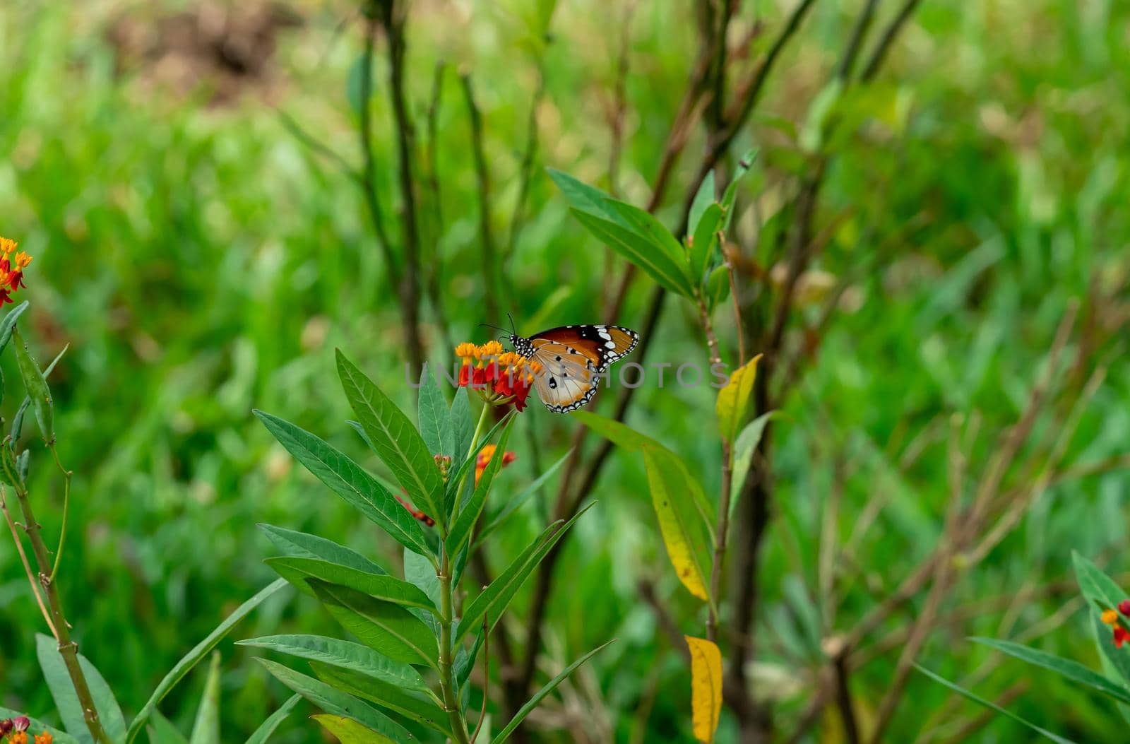 Resting  Plain tiger or African monarch butterfly (Danaus chrysippus) in yellow and red flower habitat background. Beautiful Butterfly Portrait Backround