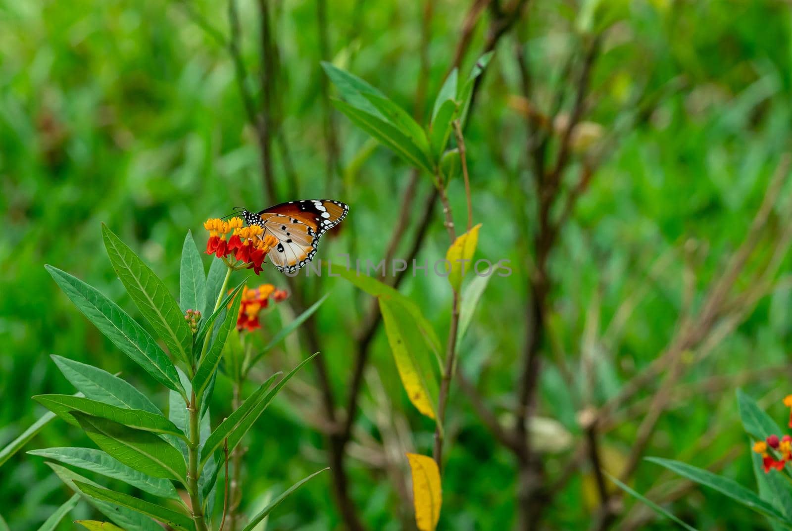 Resting  Plain tiger or African monarch butterfly (Danaus chrysippus) in yellow and red flower habitat background. Beautiful Butterfly Portrait Backround