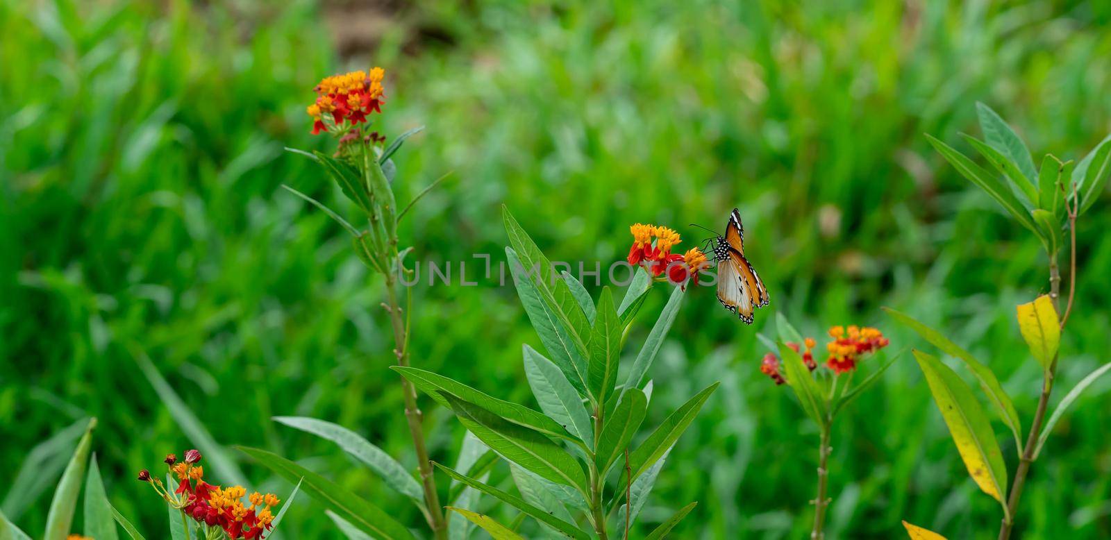 Resting  Plain tiger or African monarch butterfly (Danaus chrysippus) in yellow and red flower habitat background. Beautiful Butterfly Portrait Backround