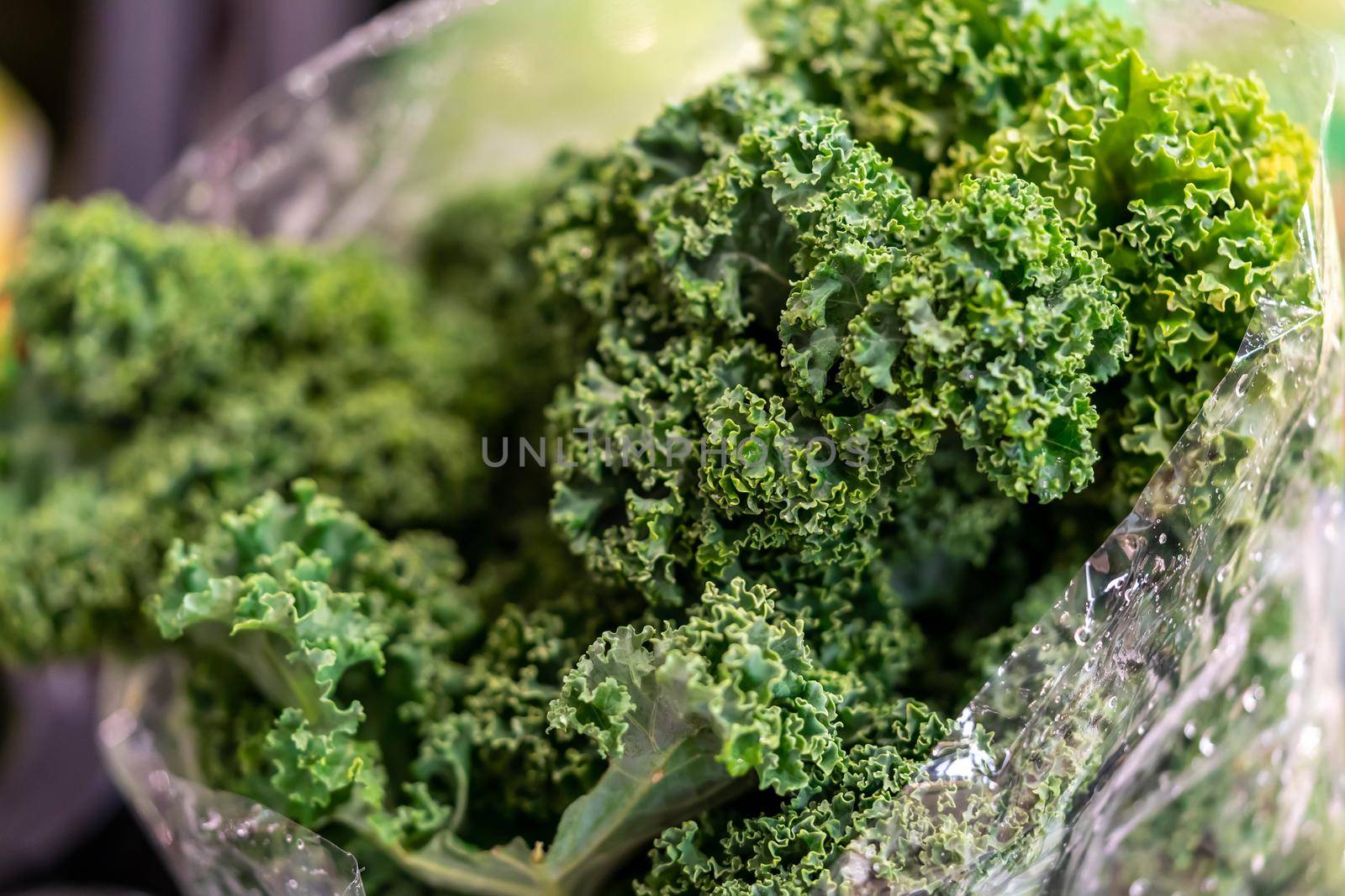 kale salad leaves close up with water drops background. organic kale, also known as green cabbage