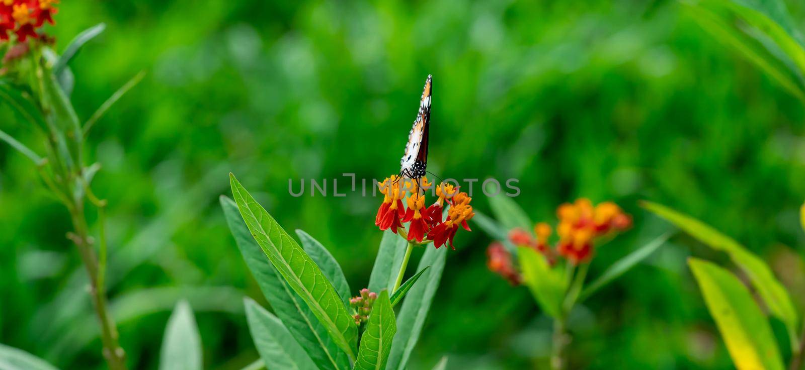 Closeup of  Plain tiger or African monarch butterfly (Danaus chrysippus) in yellow and red flower habitat background. Beautiful Butterfly Portrait Backround