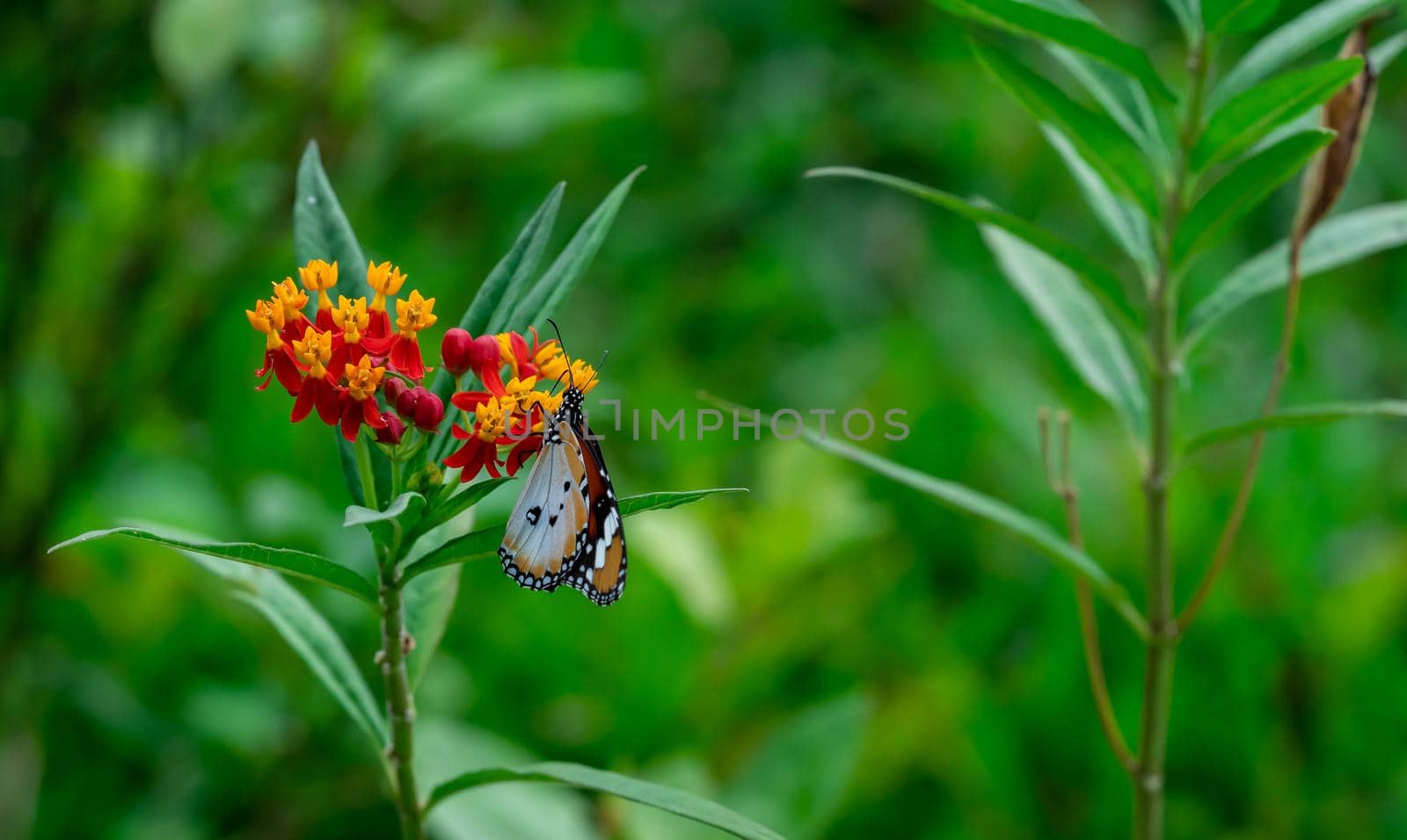 Closeup of  Plain tiger or African monarch butterfly (Danaus chrysippus) in yellow and red flower habitat background. Beautiful Butterfly Portrait Backround