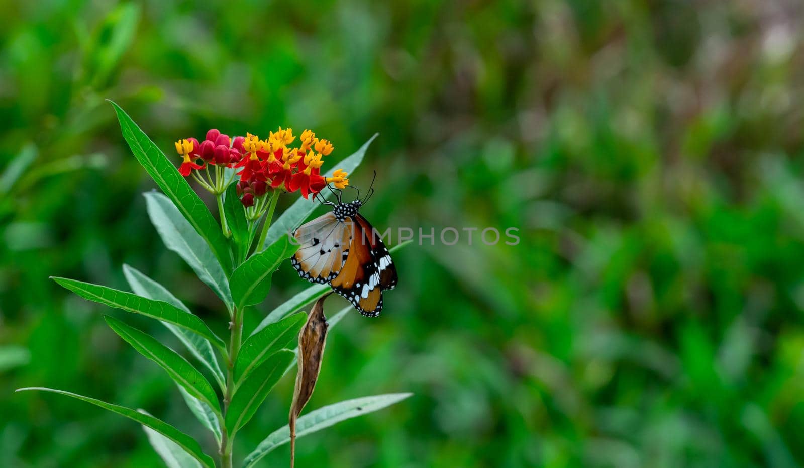 Closeup of  Plain tiger or African monarch butterfly (Danaus chrysippus) in yellow and red flower habitat background. Beautiful Butterfly Portrait Backround