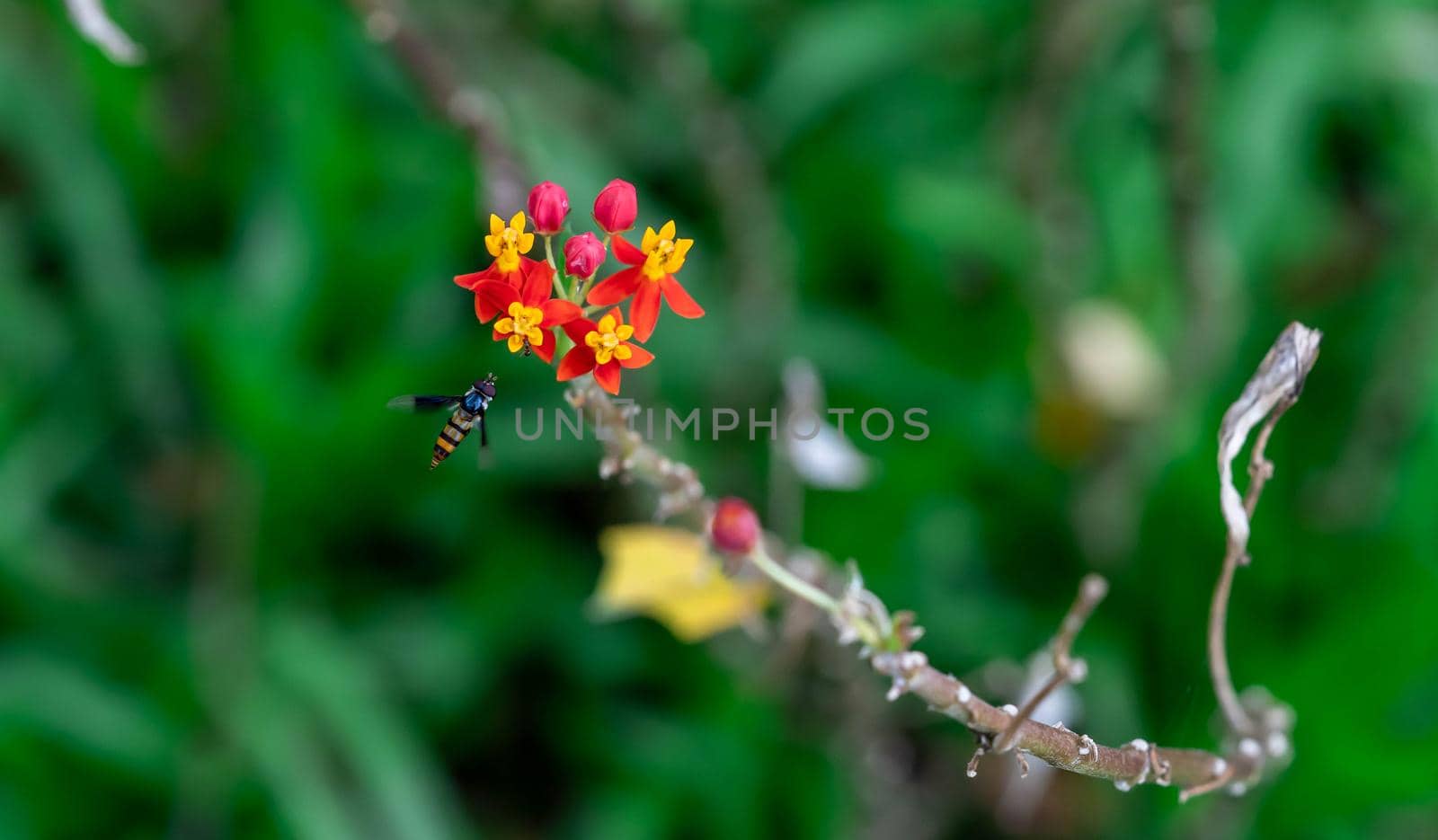 Yellow and Red flowers with flying Hoverfly, also called flower flies or syrphid flies, make up the insect family Syrphidae.