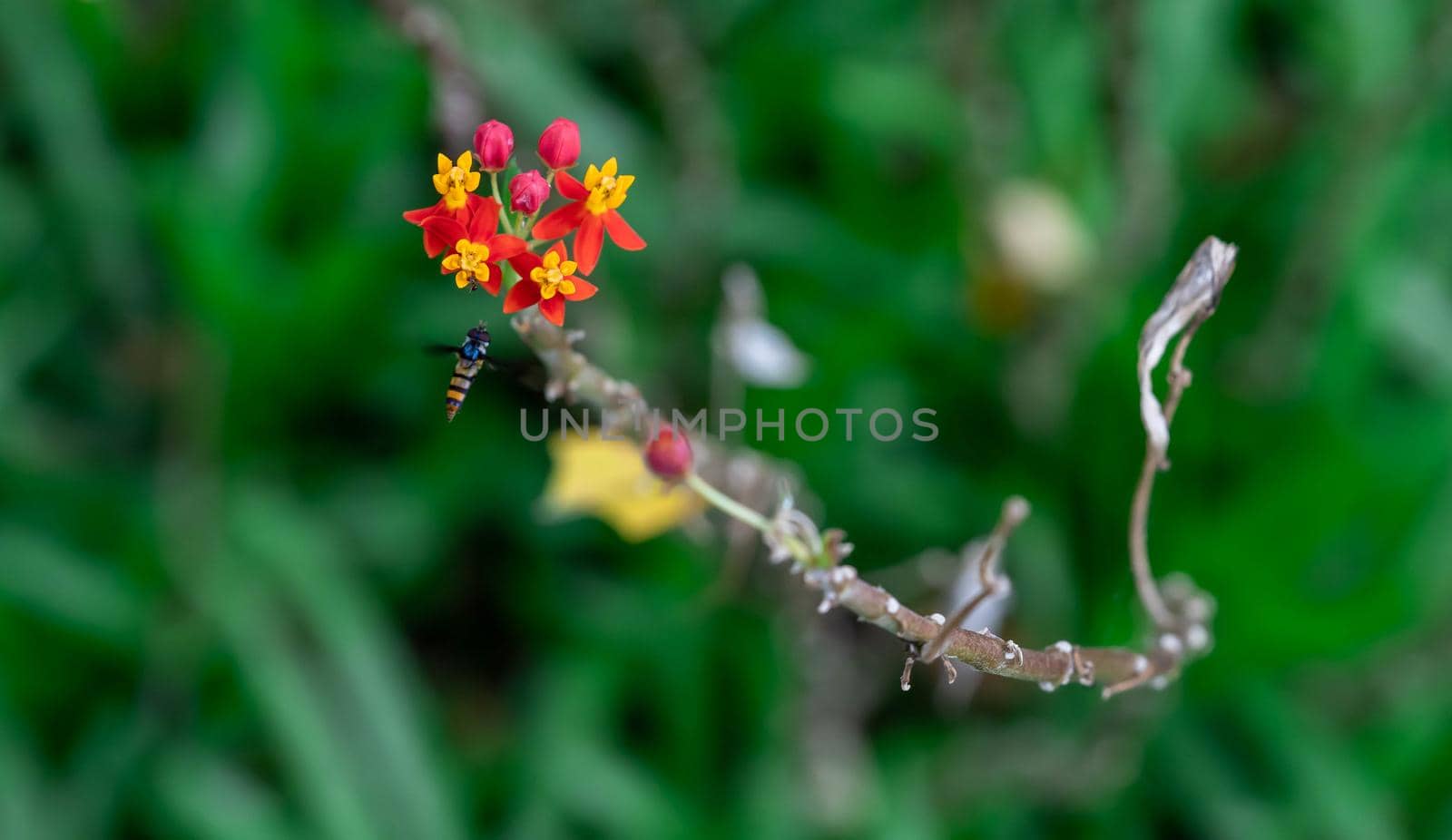 Yellow and Red flowers with flying Hoverfly, also called flower flies or syrphid flies, make up the insect family Syrphidae.