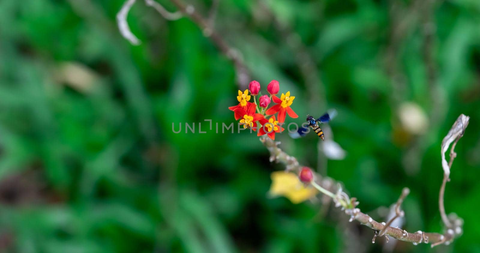 Yellow and Red flowers with flying Hoverfly, also called flower flies or syrphid flies, make up the insect family Syrphidae.