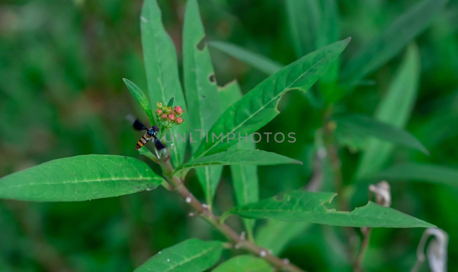 Hoverflies, also called flower flies or syrphid flies, make up the insect family Syrphidae. Hoverfly while flying towards a flower