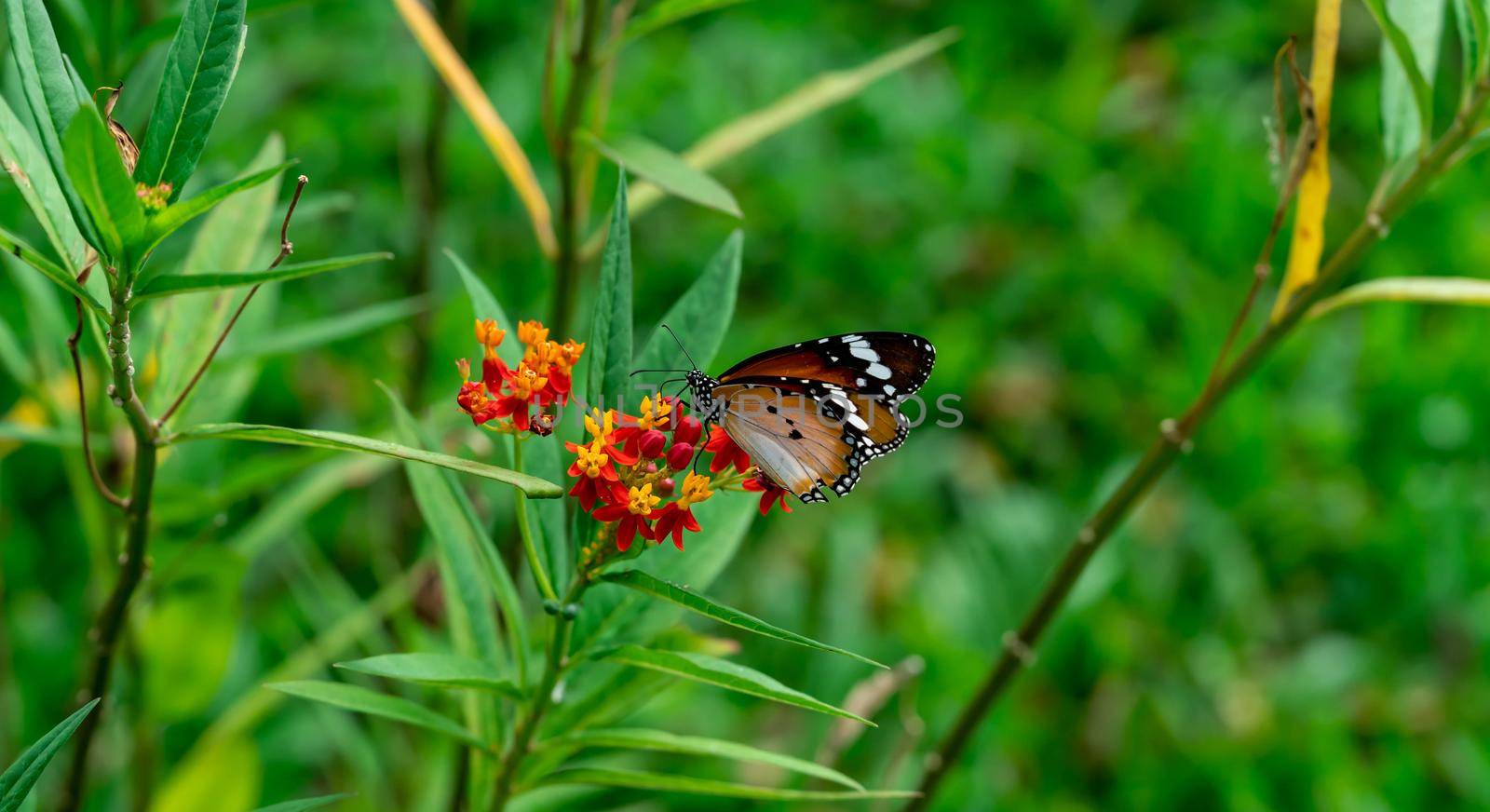 Macro shot of  Plain tiger or African monarch butterfly (Danaus chrysippus) in yellow and red flower habitat background. Beautiful Butterfly Portrait Backround