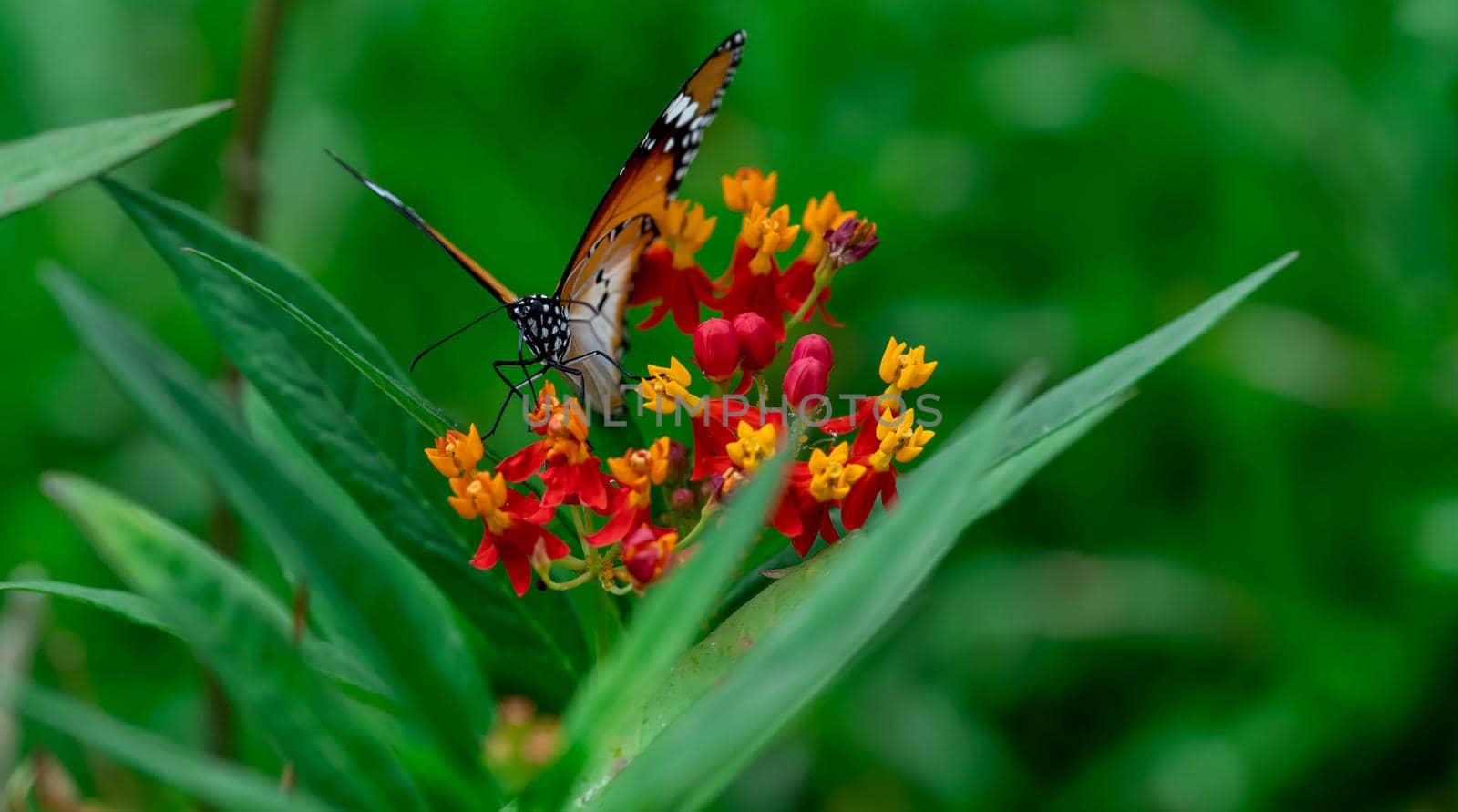 Macro shot Yellow and Red flowers with blurry Plain tiger or African monarch butterfly (Danaus chrysippus). Beauti fulflowers with Butterfly Portrait Backround