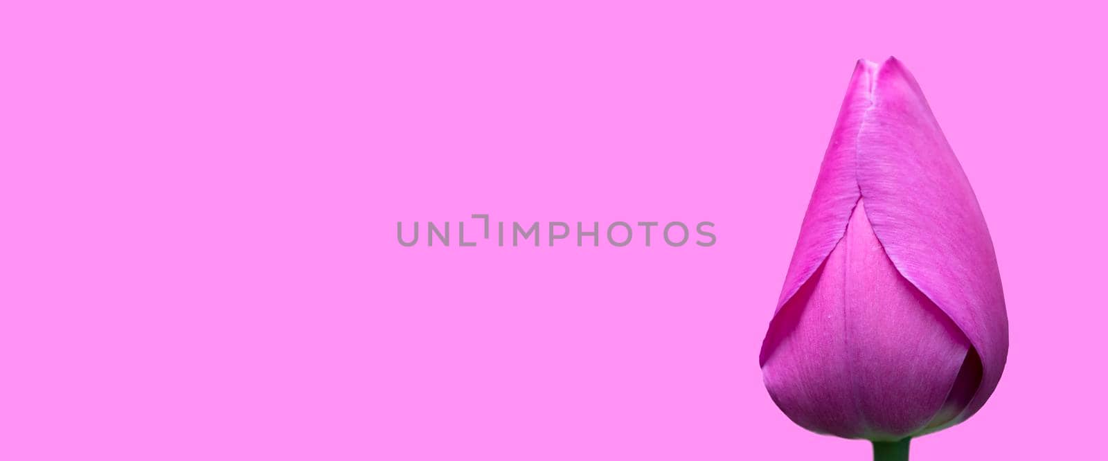 Purple tulip banner on a purple background. Beautiful flower.