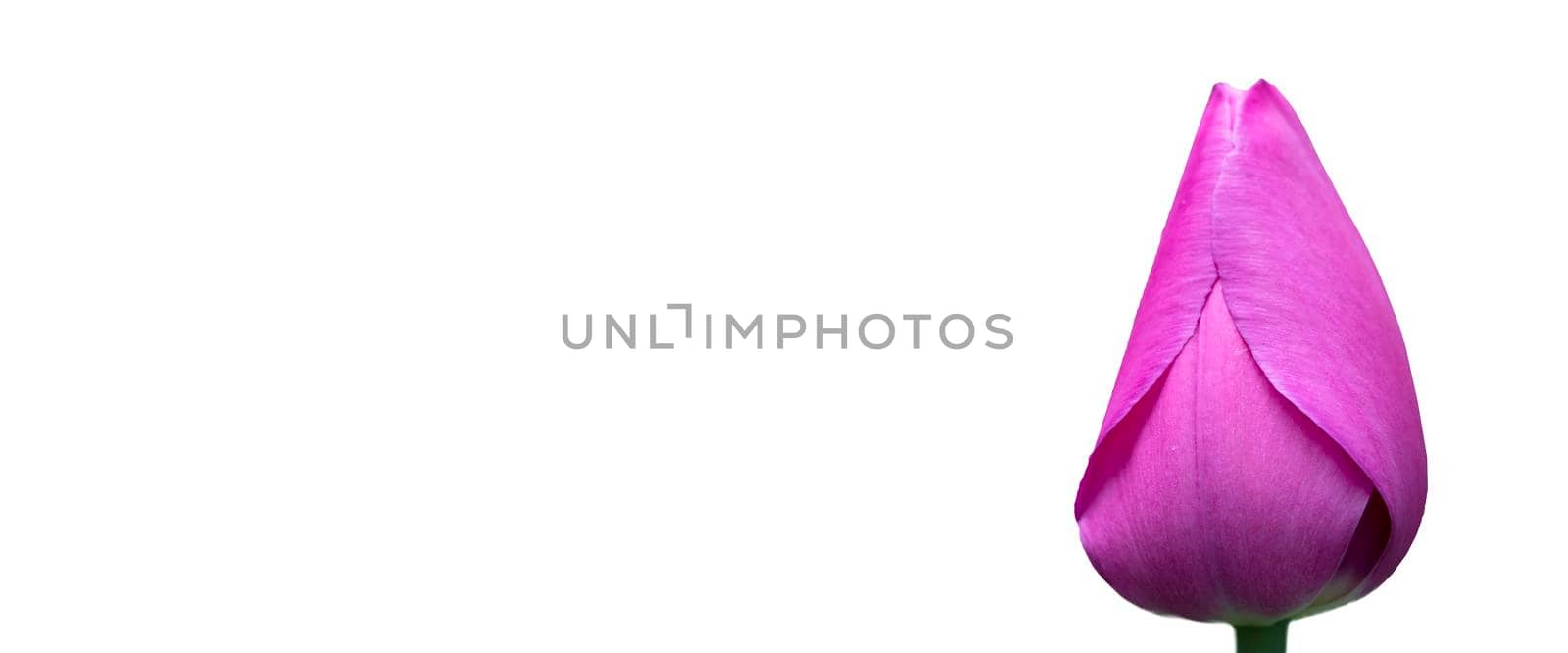 Purple tulip banner on a white background.Beautiful flower isolated. by Sviatlana