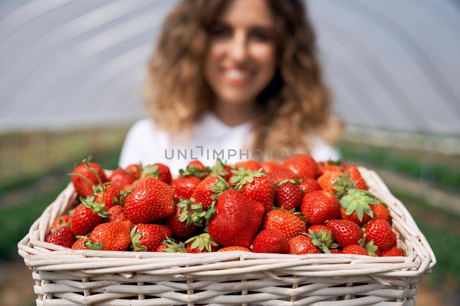 Close-up view of big basket of fresh strawberries. Curly brunette is holding just picked strawberries in greenhouse . Concept of strawberry.