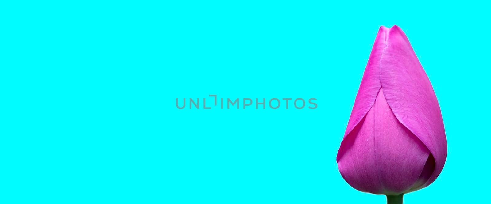 Purple tulip banner on a turquoise background.Beautiful flower isolated.