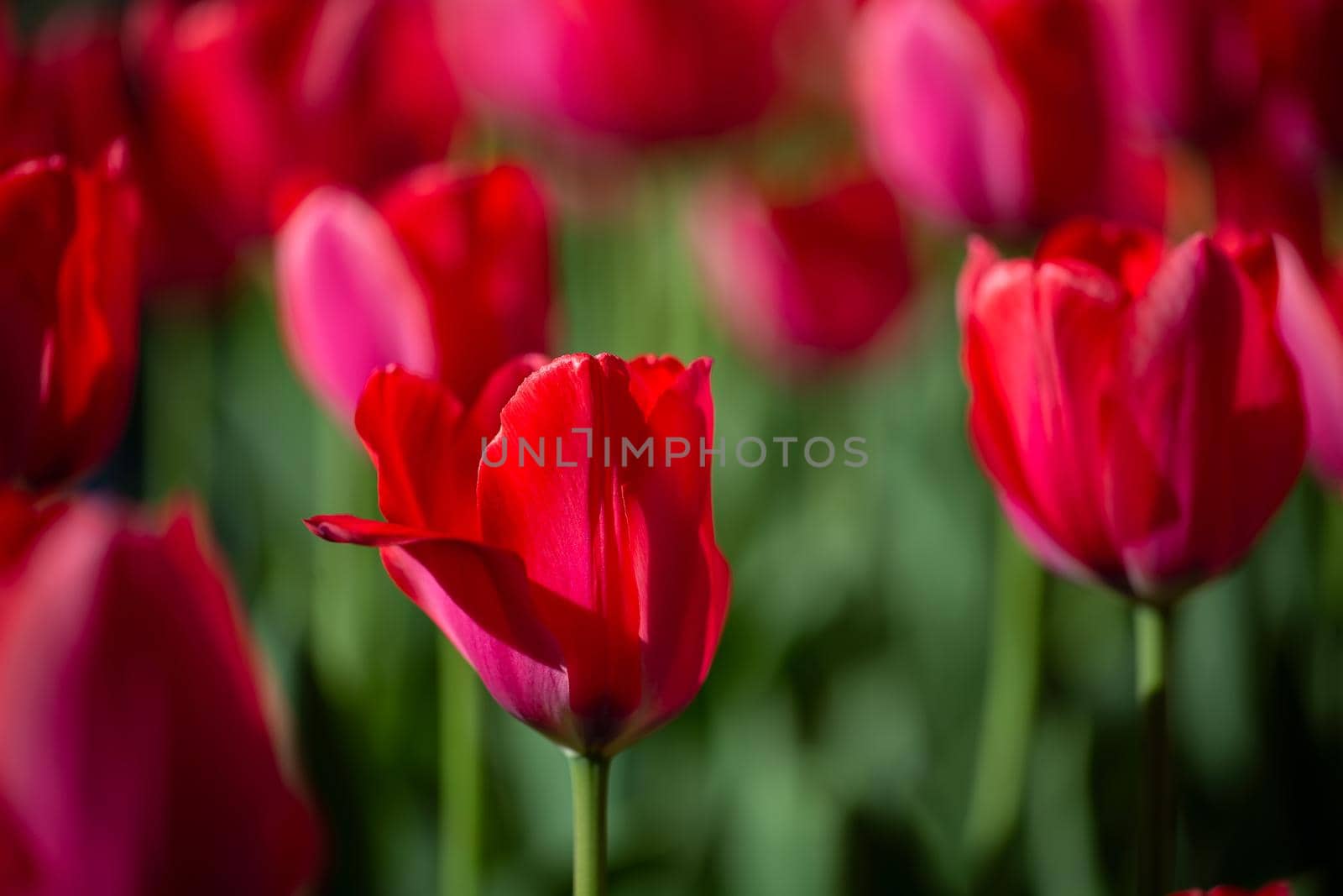 Beautiful spring flowers. Many red tulips
