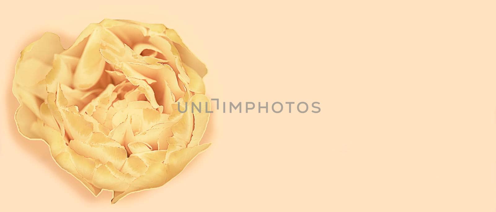 Yellow tulip on a beige background. Banner with a beautiful flower. by Sviatlana