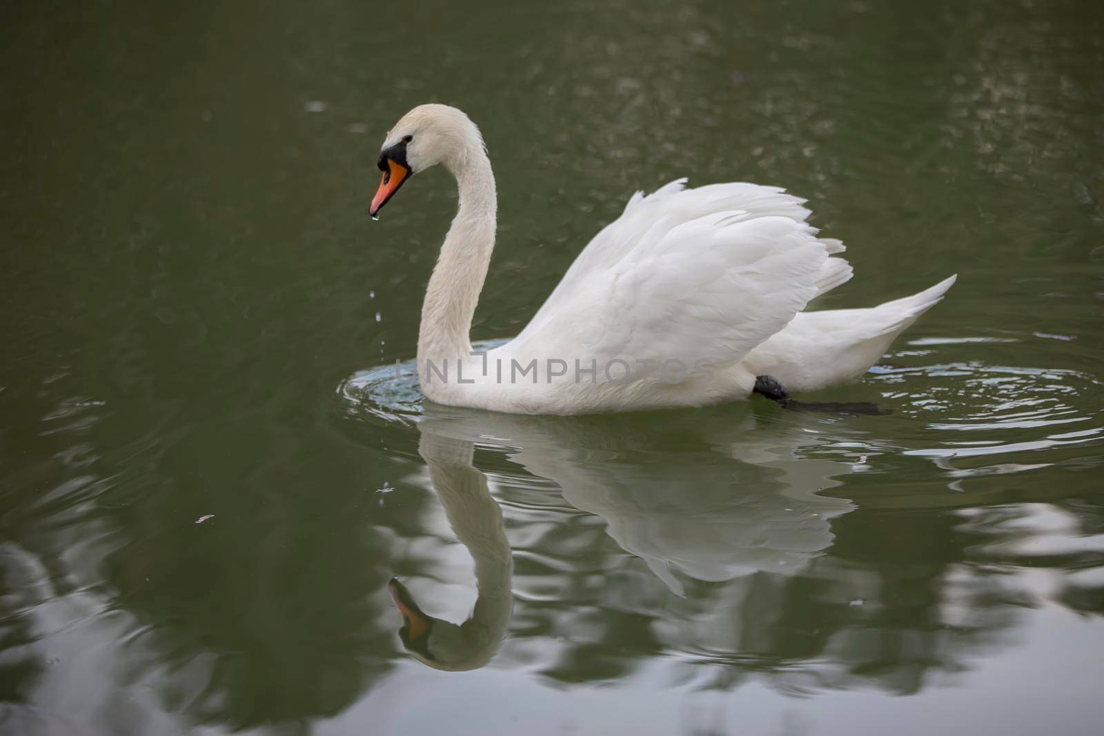 White swan in the wild. A beautiful swan swims in the lake.