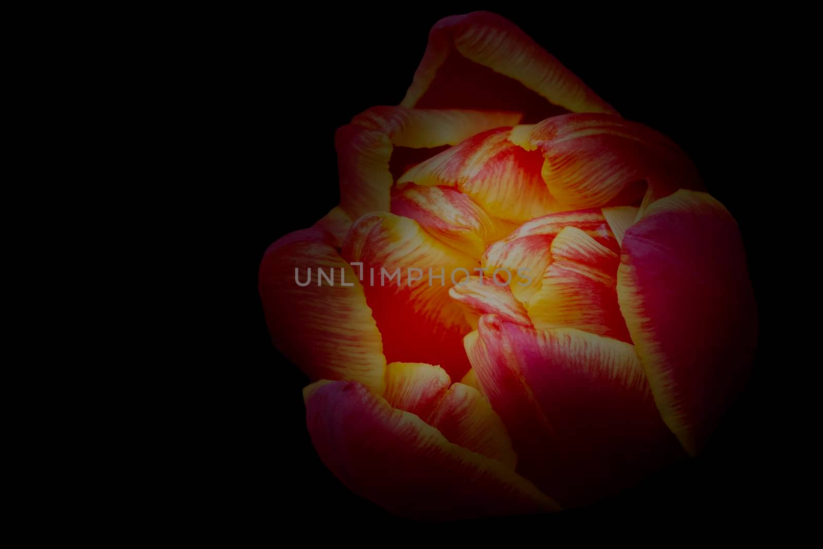 Beautiful orange backlit flower on a black background. Background beautiful flower.