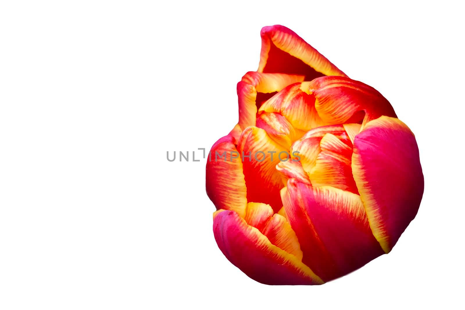 Orange large tulip on a white background. Beautiful flower isolated.