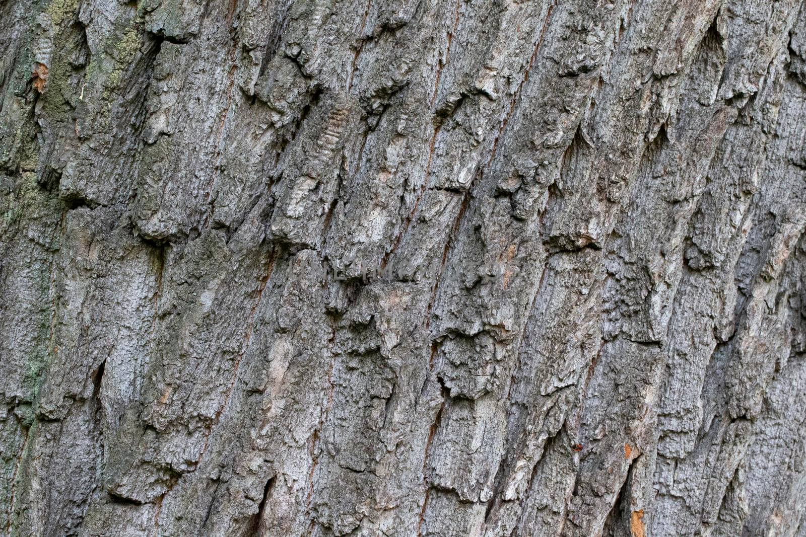 The bark of an old tree. The texture of the growing oak.