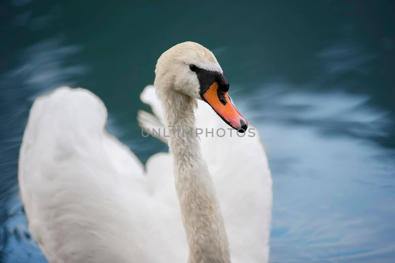White swan in blue water. Beautiful bird swims