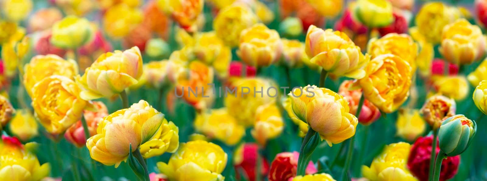 Banner tulips. Beautiful spring flowers in the garden. by Sviatlana