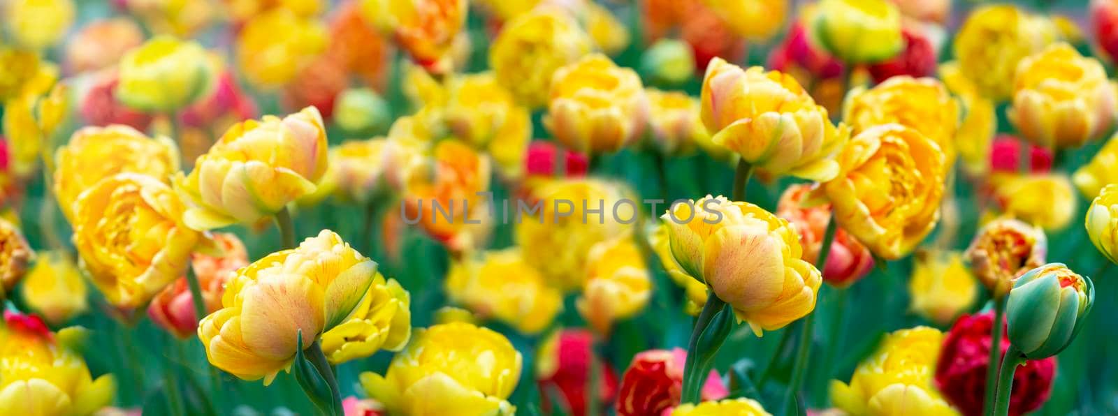 Banner tulips. Beautiful spring flowers in the garden.